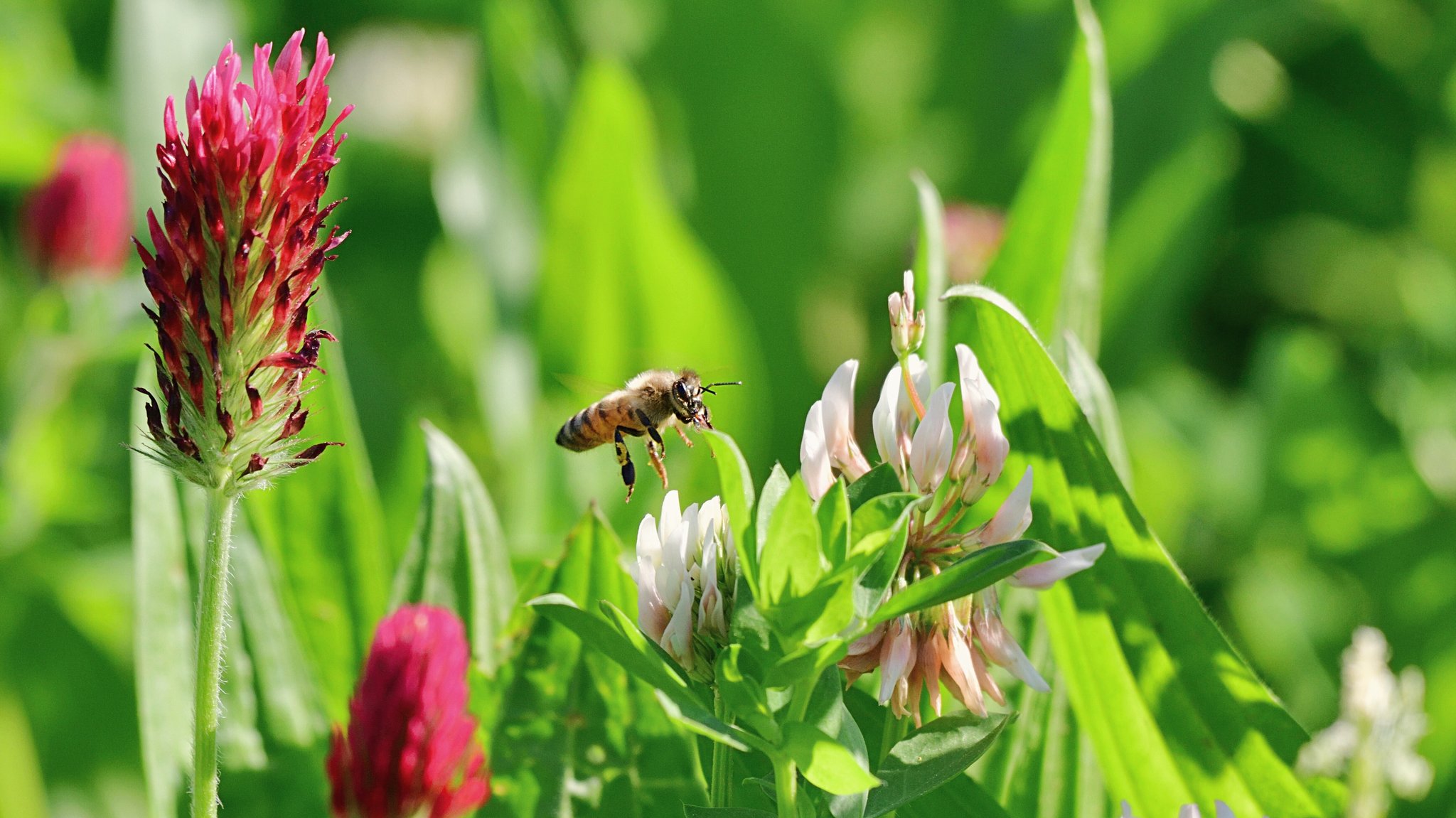Eine Biene fliegt auf der Suche nach Nektar eine Blüte an.