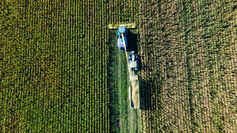 Ein Häcksler fährt bei der Ernte durch ein Maisfeld.