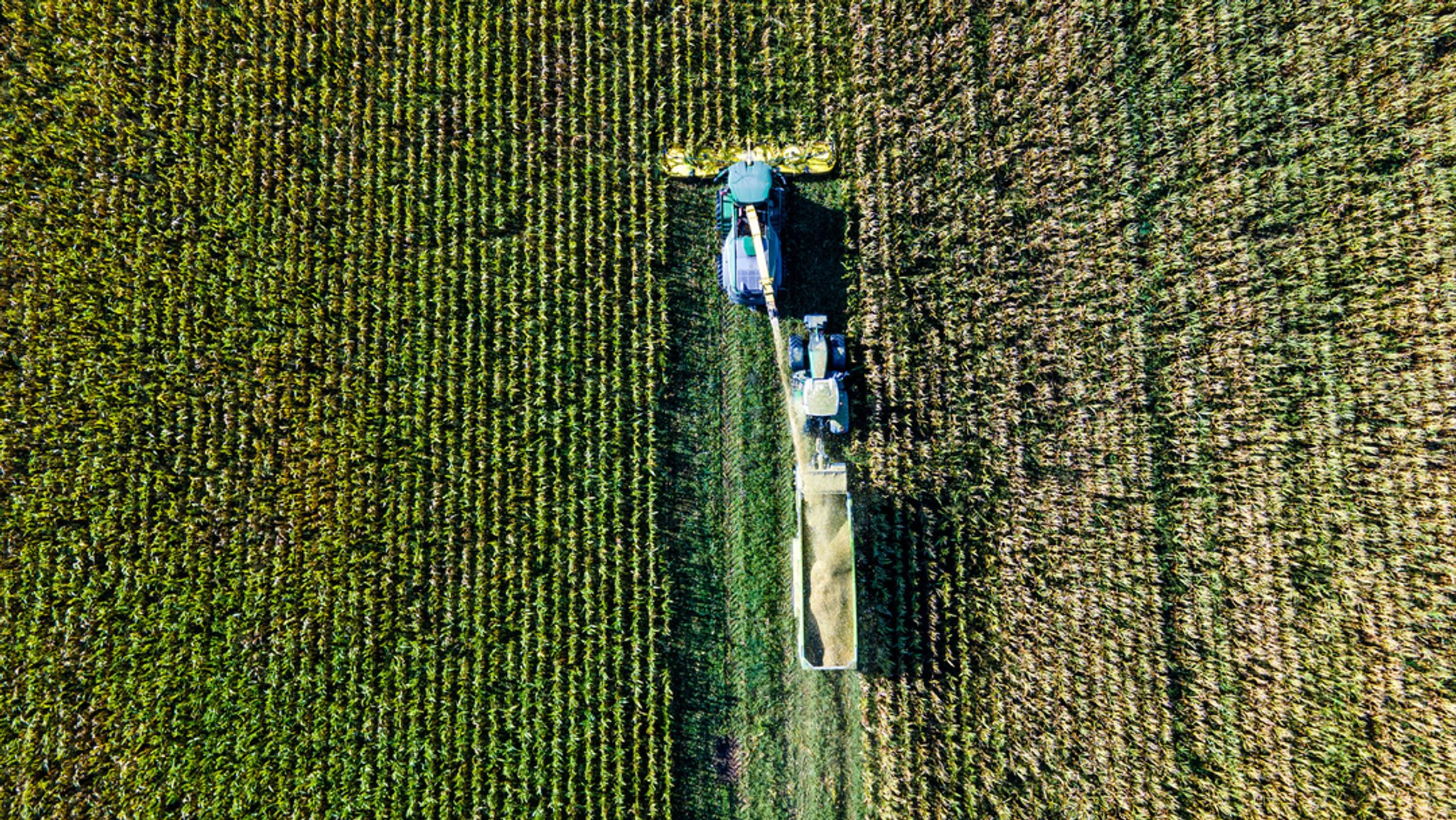 Trockenheit: Landwirte rechnen mit schlechter Maisernte