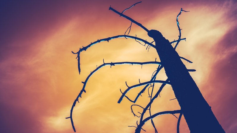 Wie können wir die Erderwärmung und ihre katastrophalen Folgen stoppen? Darum geht es im dritten Teil des Weltklimaberichts. Das Symbolbild zeigt einen verbrannten Baum vor einem rötlichen Himmel. 