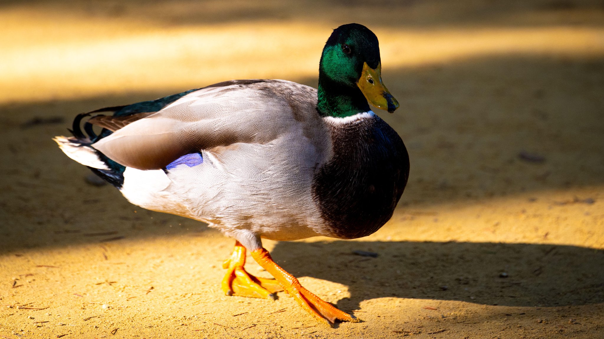 Symbolbild: Stockente.