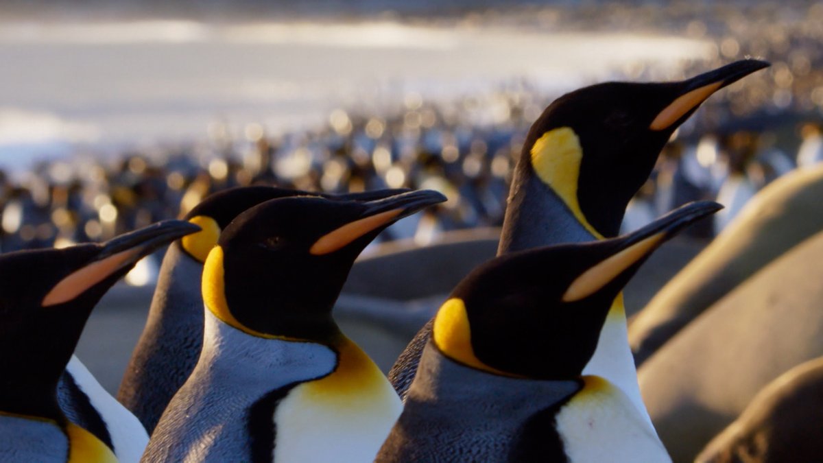 Vogelgrippe erreicht Antarktis: Dort haben Wissenschaftler das H5N1-Virus in einer verendeten Raubmöwe nachgewiesen. Sie befürchten nun, dass sich die Vogelgrippe vor allem in den großen antarktischen Pinguinkolonien ausbreiten könnte.  