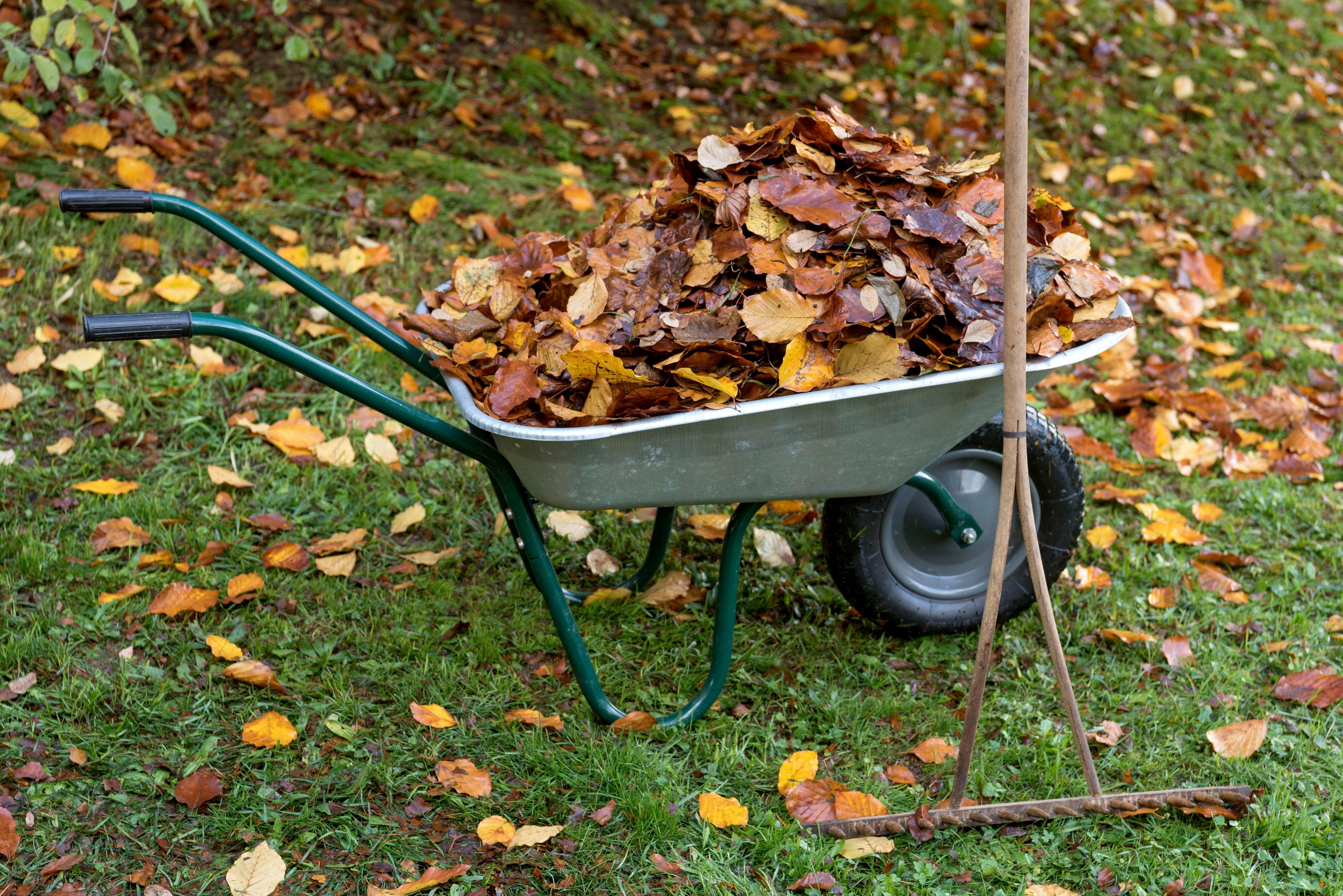 Eine Schubkarre voller Laub