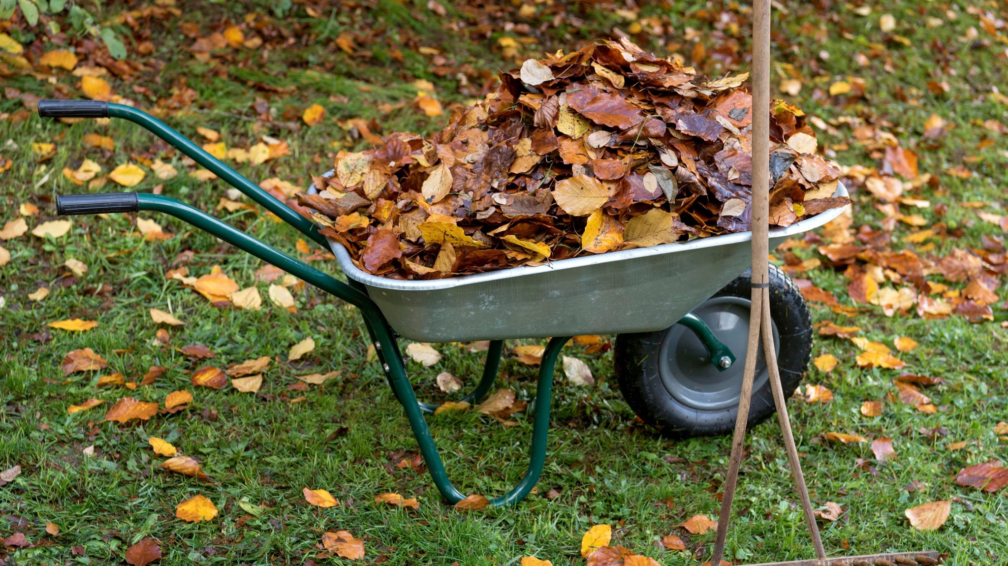 Laub entsorgen: Was tun mit dem Herbstlaub aus dem Garten?