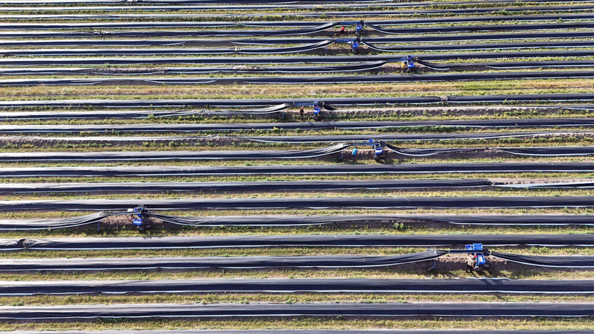 Symbolbild Spargelernte | Bild: dpa-Bildfunk/Klaus-Dietmar Gabbert Symbolbild Spargelernte