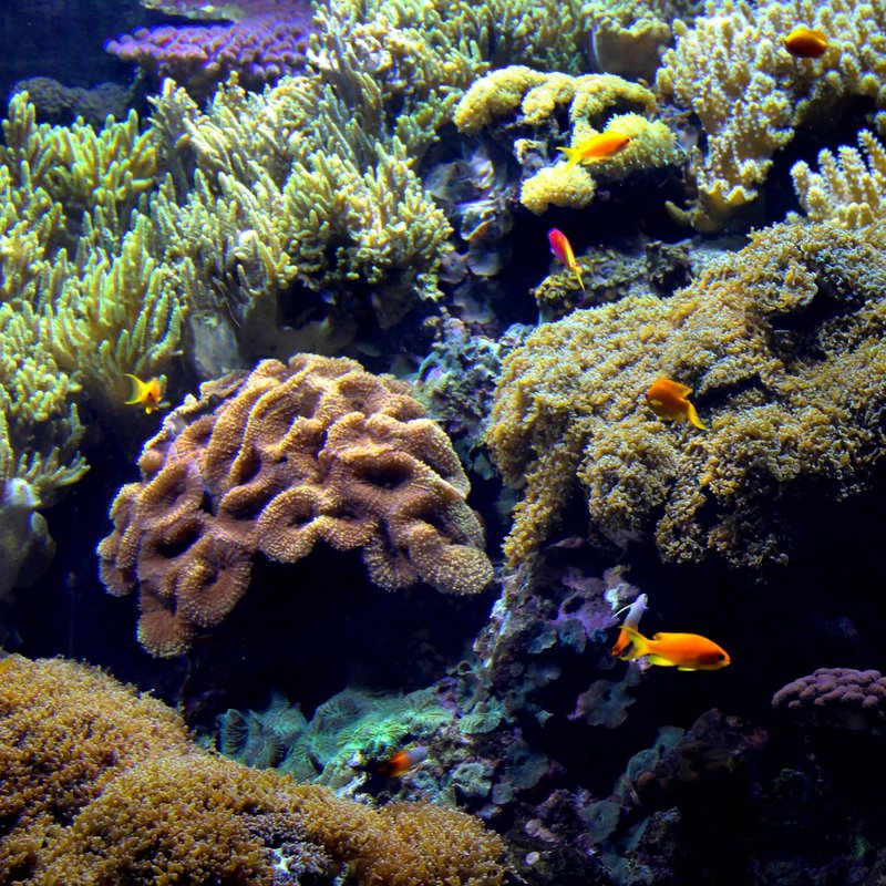 Korallen - Das große Sterben - radioWissen | BR Podcast