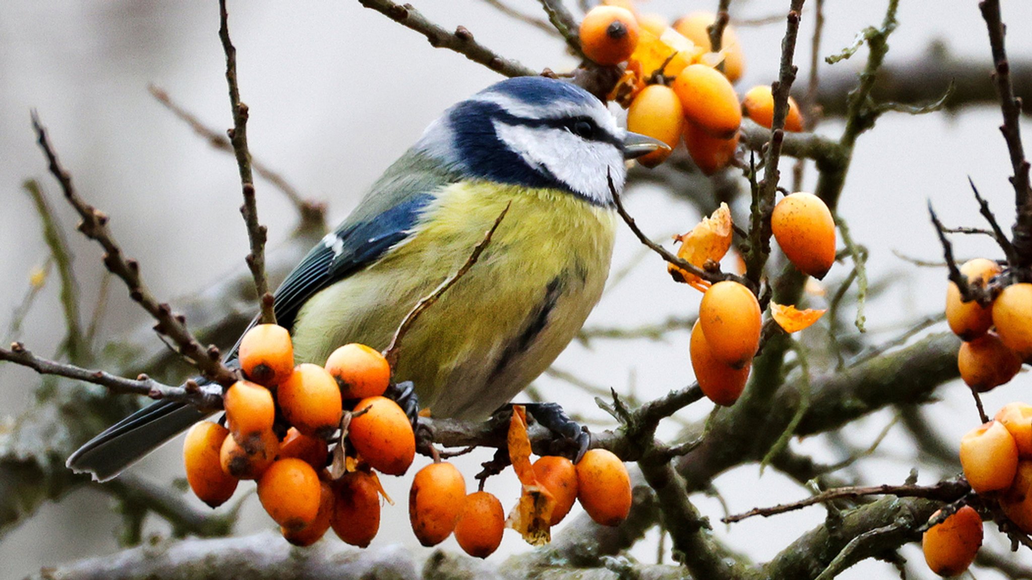 Eine Blaumeise sitzt auf einem Sanddornzweig und pickt die Beeren. 