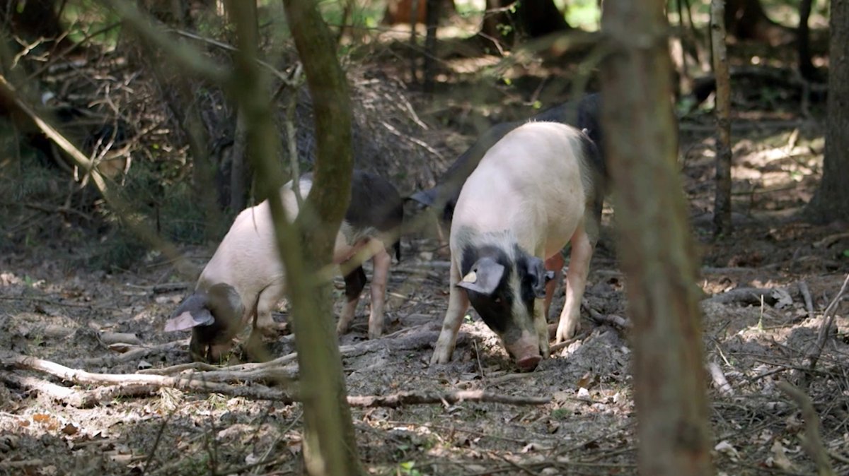 Schweine im Wald