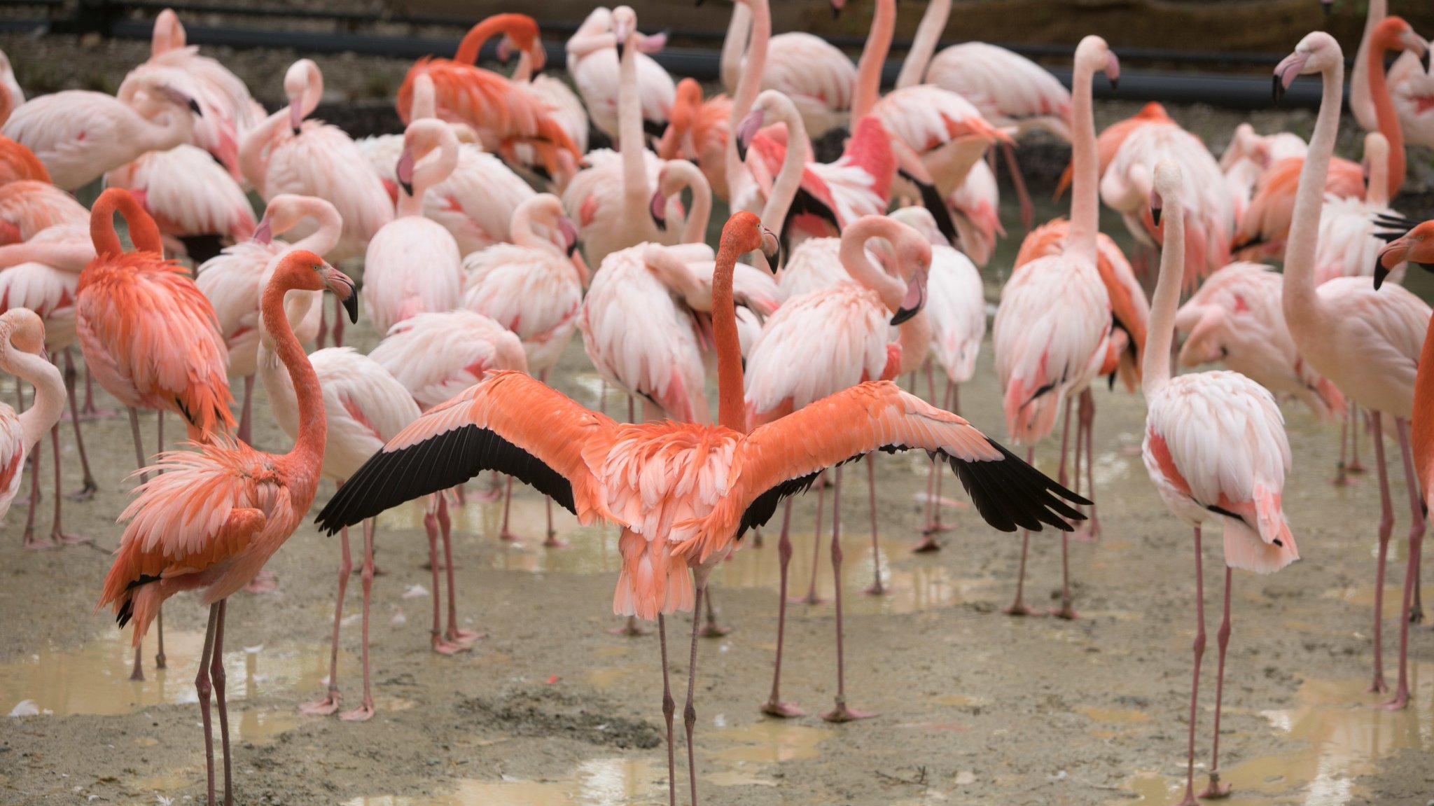 Flamingo-Gehege im Münchner Tierpark Hellabrunn. 