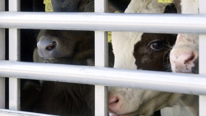Durch die Gitterstäbe eines Tiertransporters aus Polen blicken junge Kälber