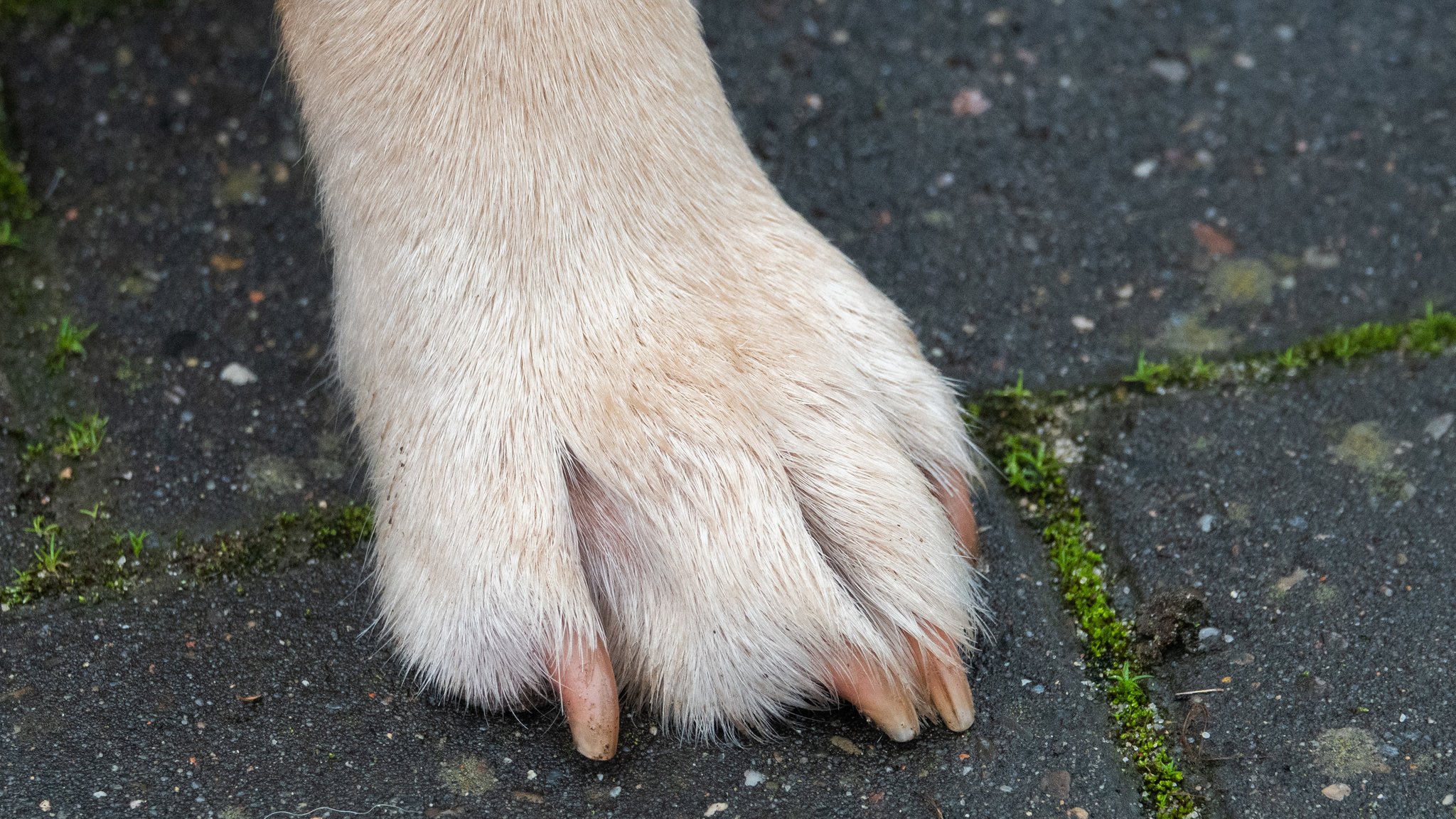 In Würzburg sollen Hundehalter künftig stärker kontrolliert werden.