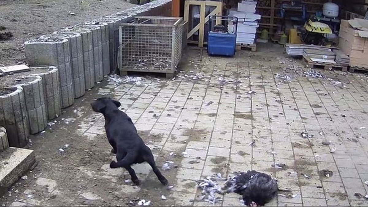Bilder einer Überwachungskamera zeigen, wie Hunde Hühner in einem Stall gerissen haben.