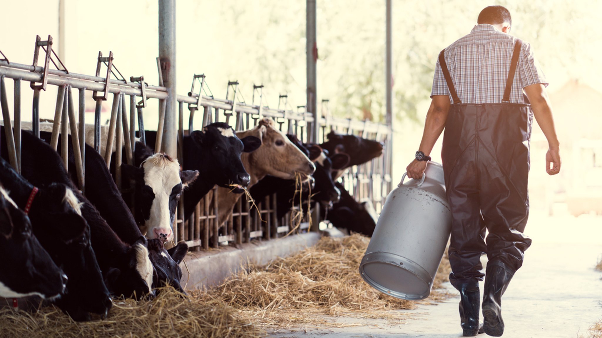 Ein Milchbauer mit Milchkanne im Kuhstall. | Bild: stock.adobe.com/torwaiphoto Ein Milchbauer mit Milchkanne im Kuhstall.
