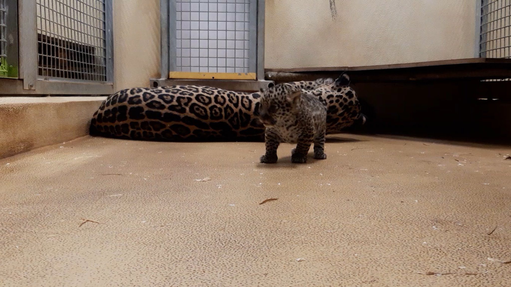 Unerwarteter Jaguar-Nachwuchs im Salzburger Zoo