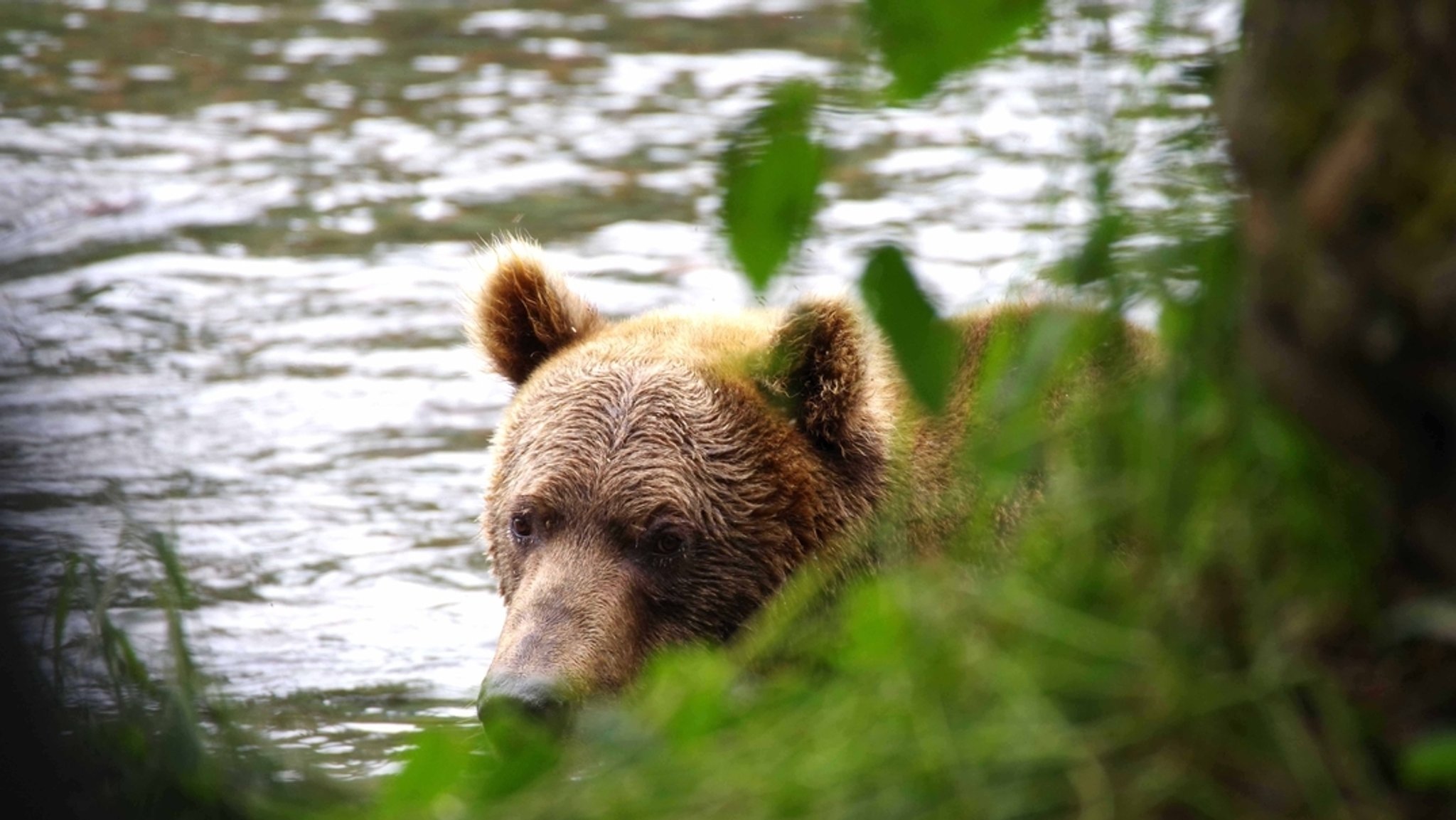 Braunbär im Landkreis Garmisch-Partenkirchen gesichtet