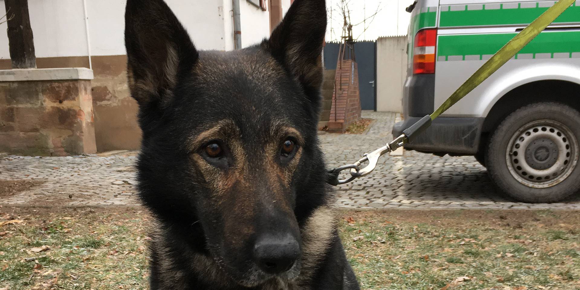 ungewohnliche blutspende in nurnberg polizeihundin kira rettet ihrem kollegen ivo das leben bayern 3