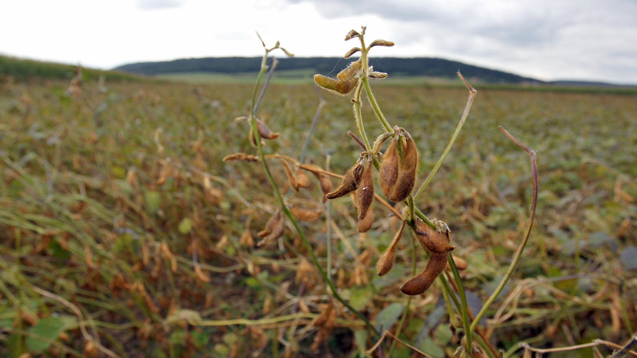 Sojabohnen auf einem Feld in Hilpoltstein