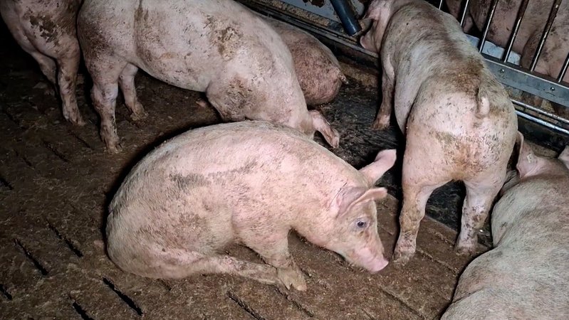 Tierschützer haben verdeckt Aufnahmen in einem Mastbetrieb im Allgäu gemacht. | Bild: Soko Tierschutz / Hörmann Tierschützer haben verdeckt Aufnahmen in einem Mastbetrieb im Allgäu gemacht.