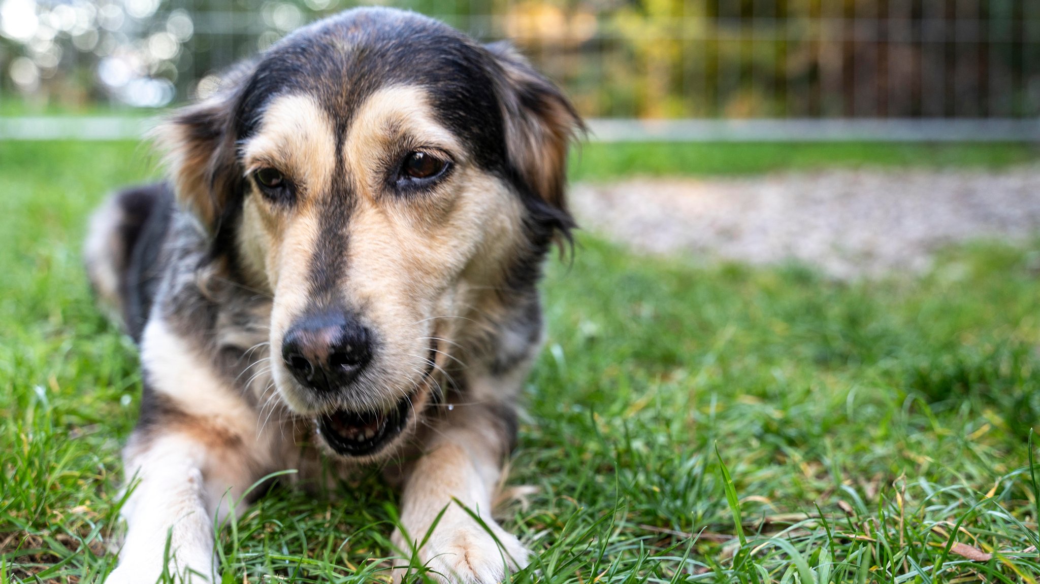 Streunende Hunde aus Dinkelscherben müssen ins Tierheim