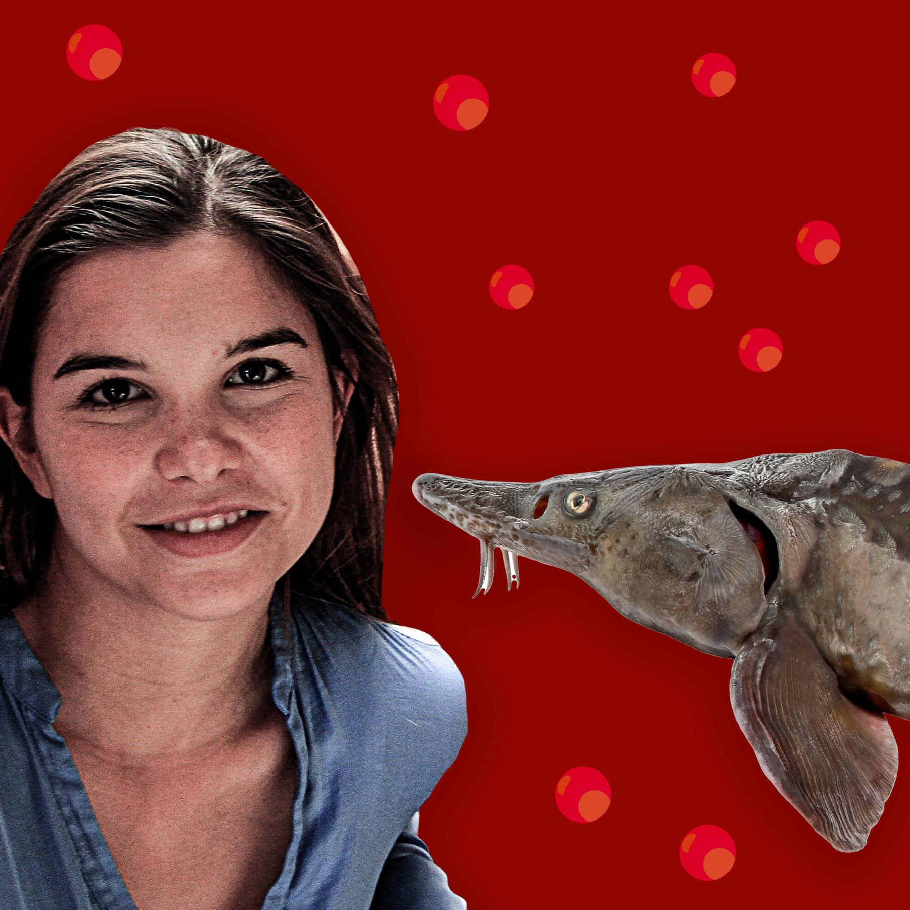 Störe - Gepanzerte Fische aus der Dino-Zeit