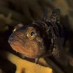 Überraschungsfunde: Arktis-Eisfische und Vulkan-Schwammgärten zeigen, warum das UN-Hochseeabkommen wichtig ist | Bild: picture alliance / WaterFrame | Franco Banfi