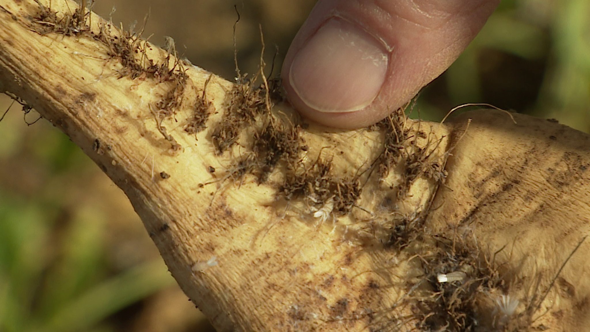 Auf einer Rübe sitzen Insektenlarven, die die Wurzeln abfressen