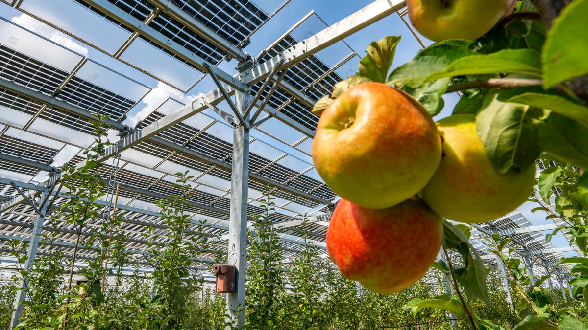 Unten Äpfel, oben Solarpanels: Solche Agri-PV-Anlage wie hier in Gelsdorf (Rheinland-Pfalz) könnte auch in Bayern bald vermehrt gebaut werden.