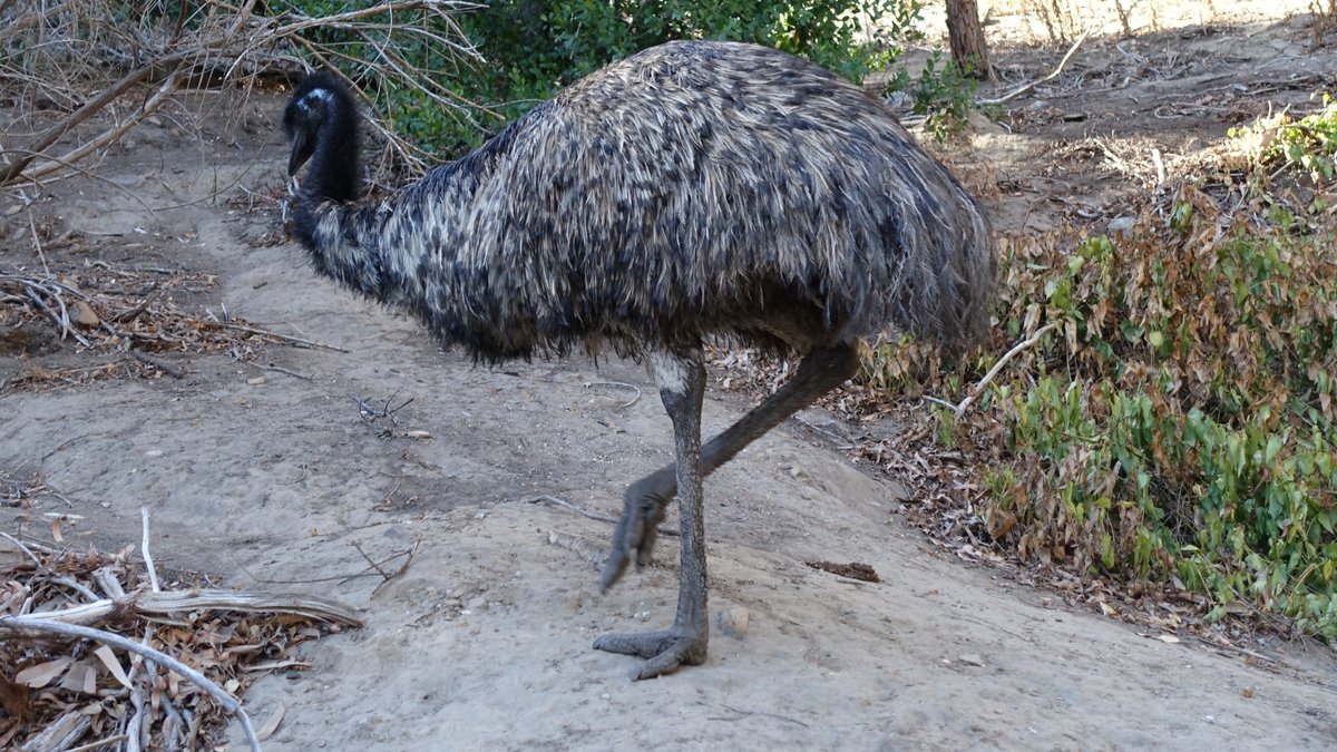 Emu am Untermain ausgebüxt – auf Straußenfarm untergekommen