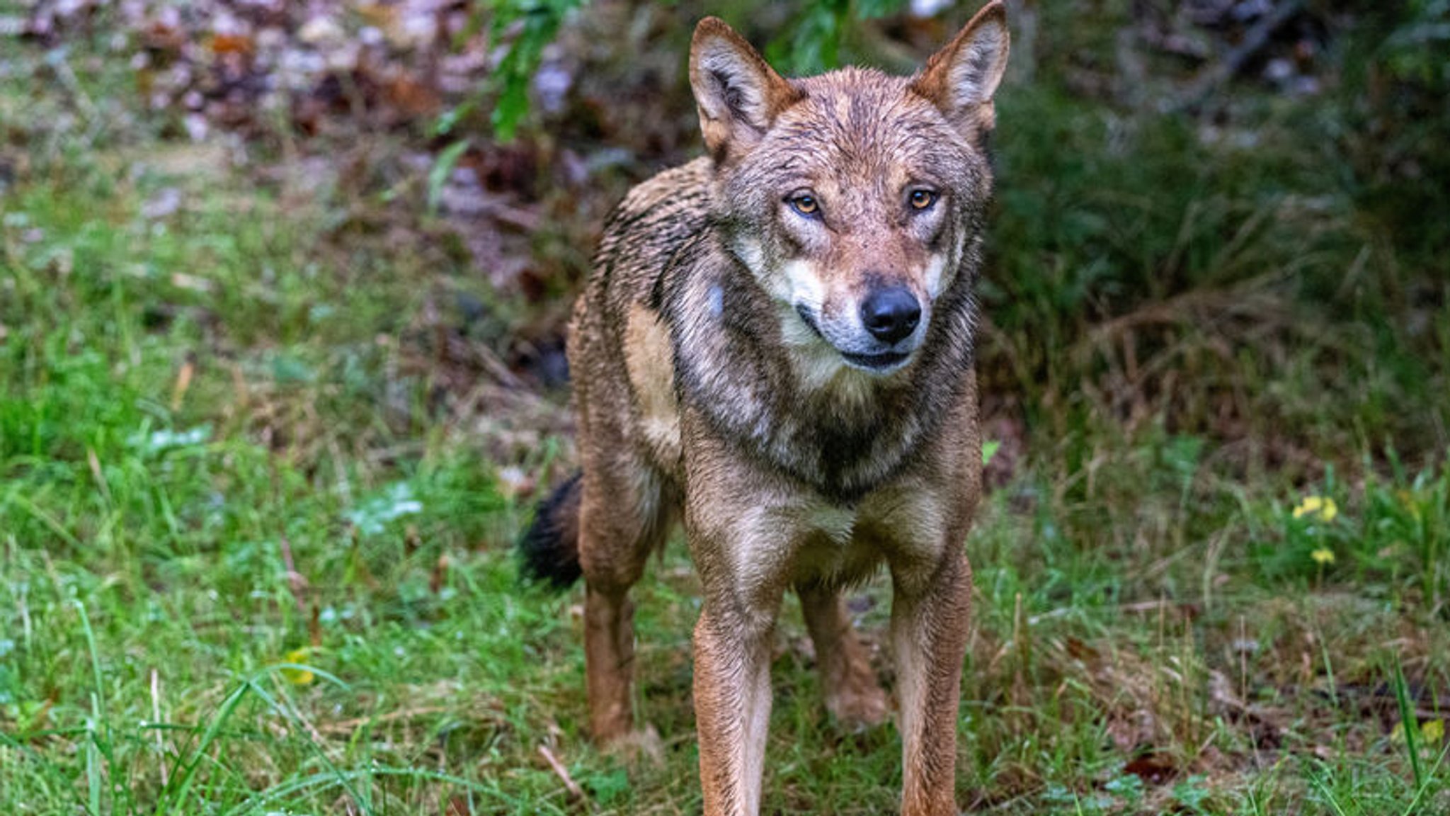 Archivbild:  Bayern, Lindberg: Ein Jungwolf steht im Gehege des Nationalparkzentrums Falkenstein.