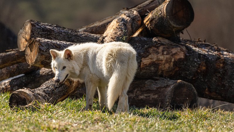 Die erfolgreiche Geburt von drei Schattenwölfen ist Colossals jüngster Versuch, ausgestorbene Tiere wiederzubeleben. | Bild: picture alliance / Cover Images | Colossal, Inc./Cover Images Die erfolgreiche Geburt von drei Schattenwölfen ist Colossals jüngster Versuch, ausgestorbene Tiere wiederzubeleben.