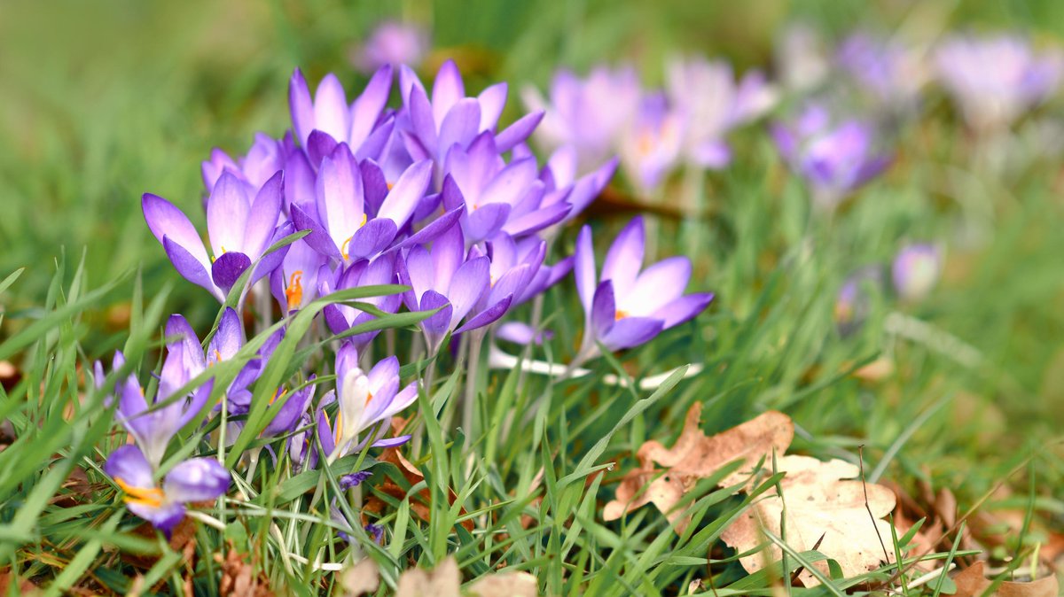 Lila Krokus (Frühblüher) auf verschwommenem Grashintergrund, die im frühen Frühling blühen.