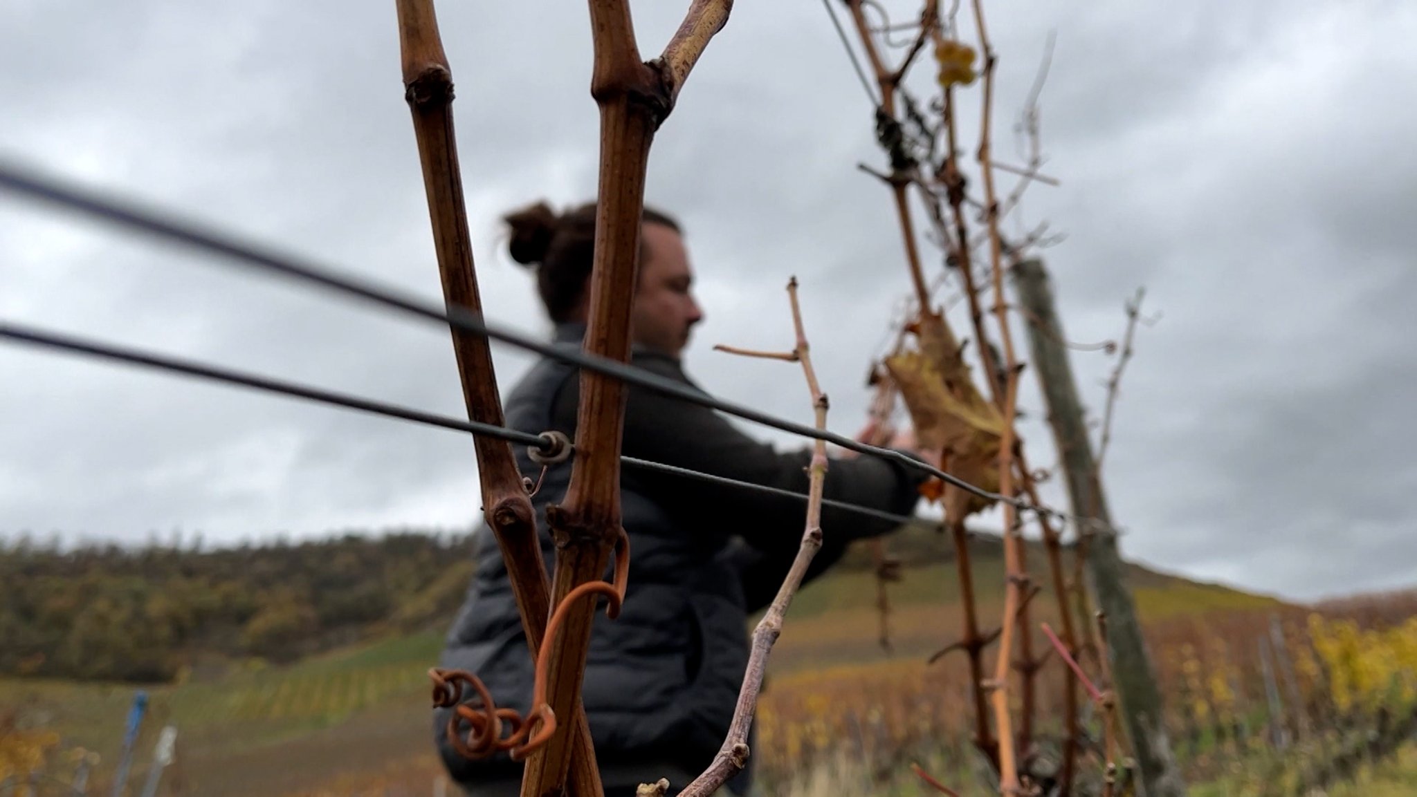 Winzer im Weinberg