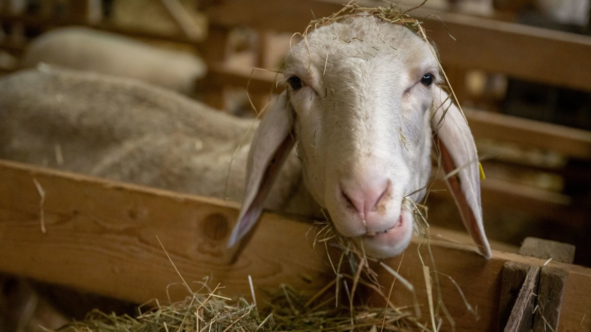 In einem Schuppen bei Nesselwang/Ostallgäu haben Spaziergänger tote und eingesperrte Schafe und Ziegen entdeckt (Symbolbild).