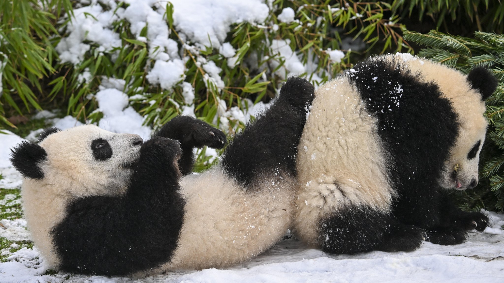 Zwei Große Pandas im Berliner Zoo im Schnee, im Hintergrund verschneiter Bambus. Archivbild vom 5. Januar 2026