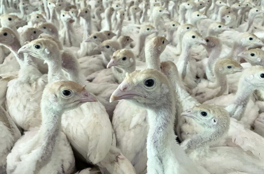 Mastputen in einem Geflügelbetrieb. 