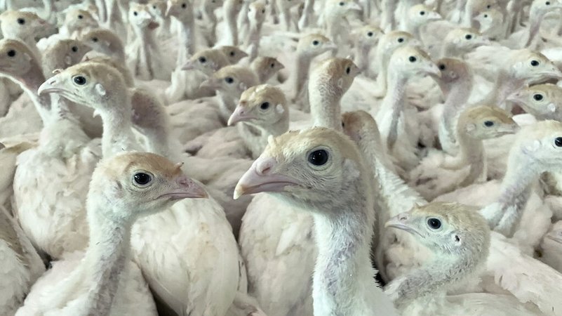 Mastputen in einem Geflügelbetrieb. | Bild: BR/SWR Mastputen in einem Geflügelbetrieb.