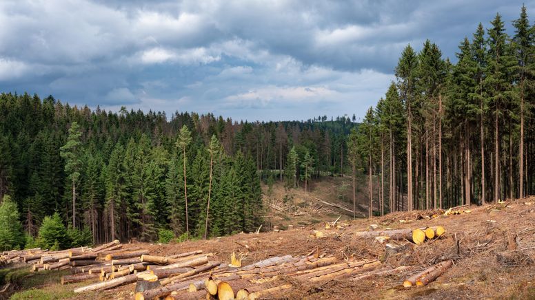 Der Klimawandel setzt dem Wald zu. Im Bild: Fichten-Kahlschlag im Wald nach Borkenkäferbefall im Frankenwald  | Bild:picture alliance / imageBROKER | AVTG