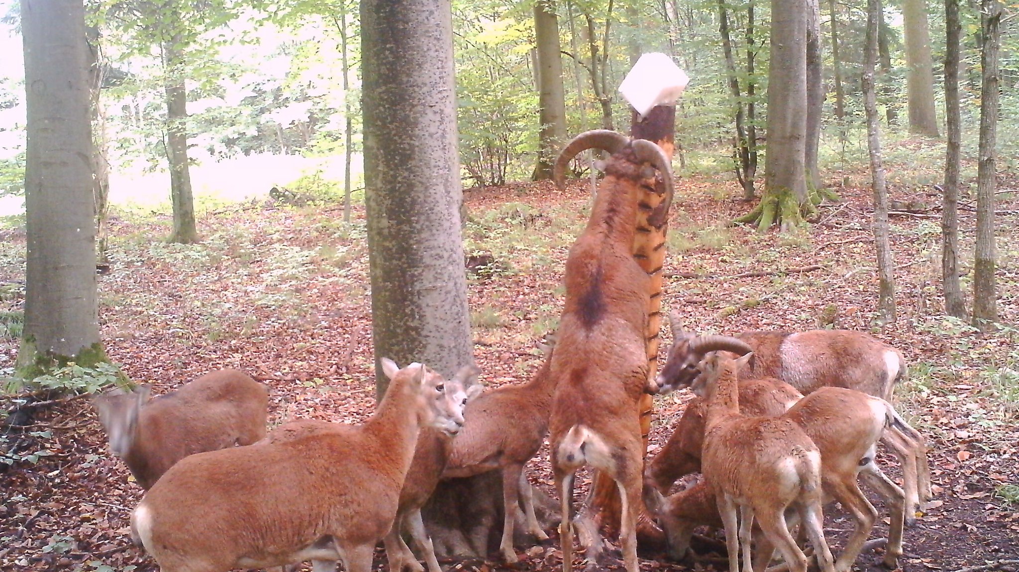 Eine Wildtierkamera hat die Mufflons an einem Salzleckstein eingefangen. Ursprünglich stammen die standorttreuen Tiere aus Korsika und Sardinien.