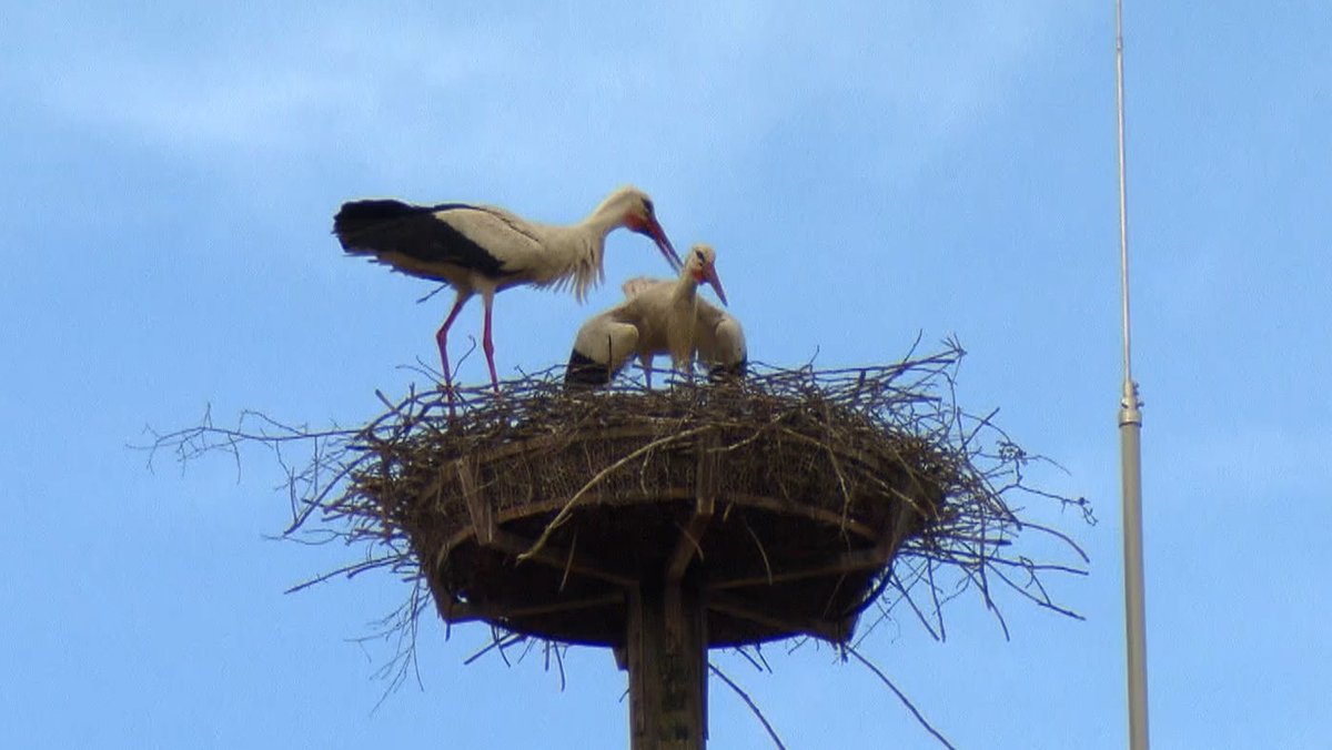 Storchenpaar in einem Nest.