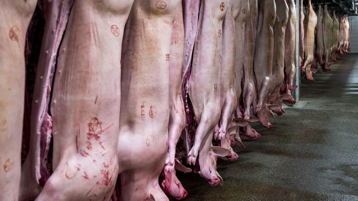 Schweinehälften hängen im Kühlhaus des Schlachthofs Bamberg.