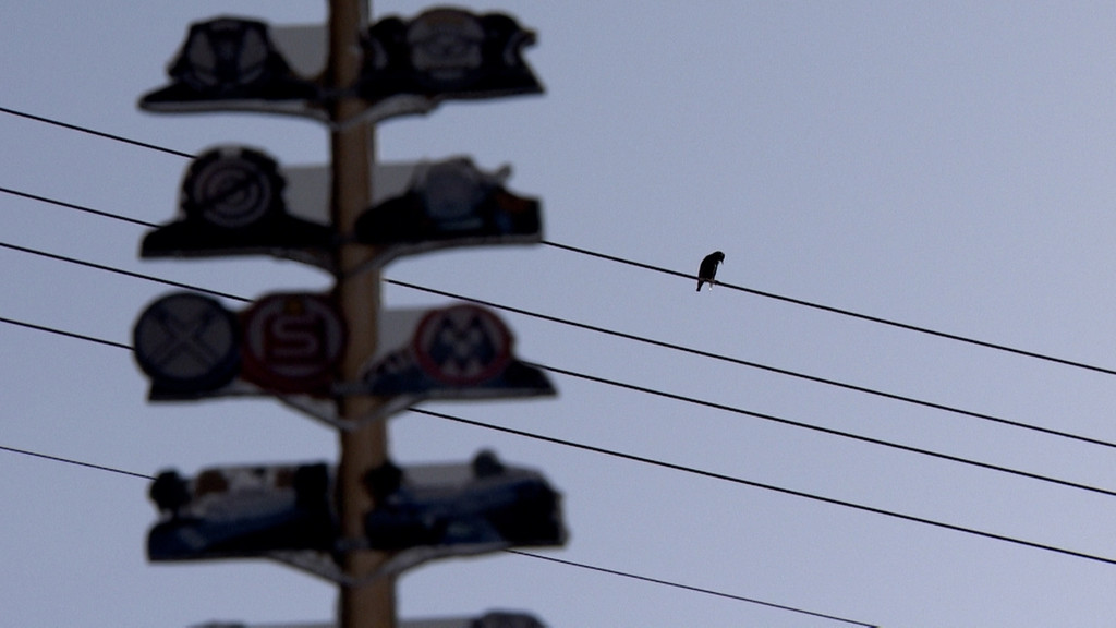 Ein Vogel sitzt auf einer Strom-Überlandleitung hinter dem Maibaum in Altusried