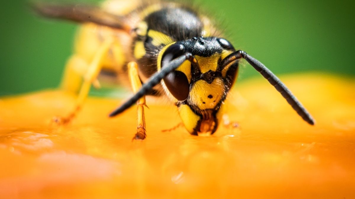 Insektenstiche Hilfe Was Hat Mich Da Gestochen Br24