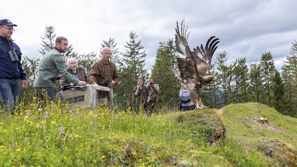 Allgauer Alpen Steinadler Nach Verletzung Wieder Freigelassen Br24