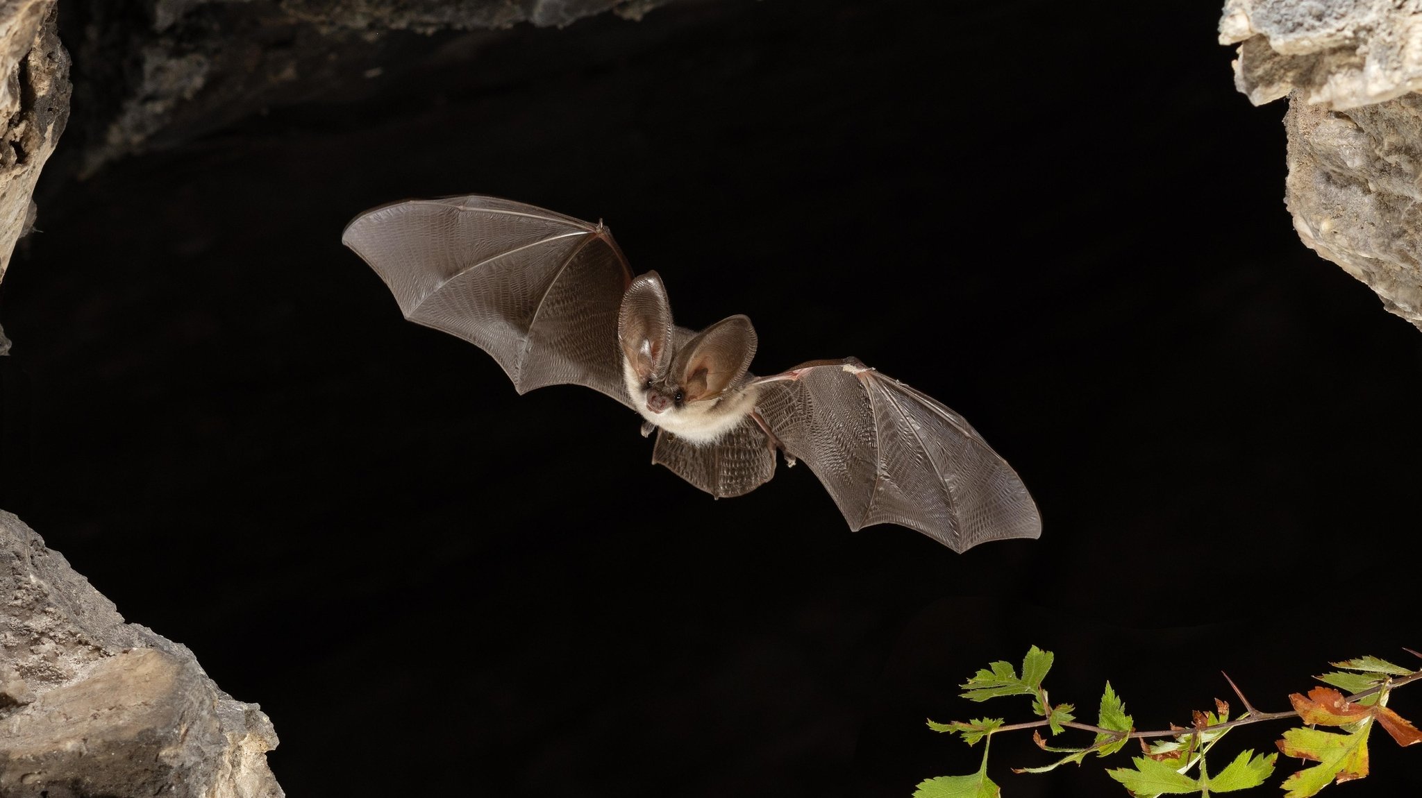 Graues Langohr (Plecotus austriacus) im Flug.  Die Internationale Batnight möchte auf die Situation der Fledermäuse aufmerksam machen.