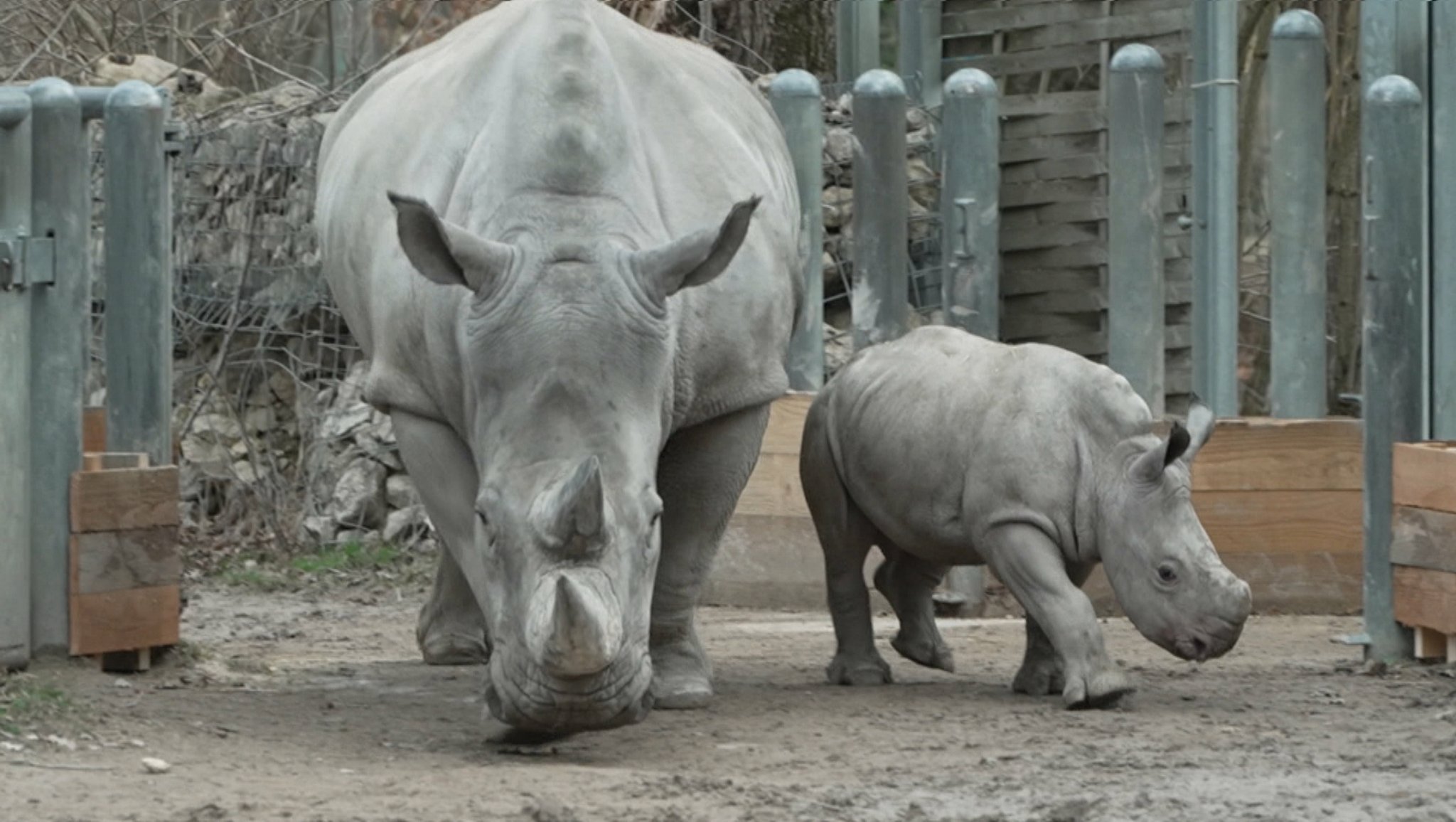 Nashorn Paco und Muttertier Kibibi im Augsburger Zoo.