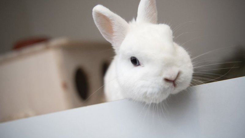 Ein Zwergkaninchen in einem Tierheim. (Symbolbild) | Bild: dpa-Bildfunk/Paul Zinken Ein Zwergkaninchen in einem Tierheim. (Symbolbild)