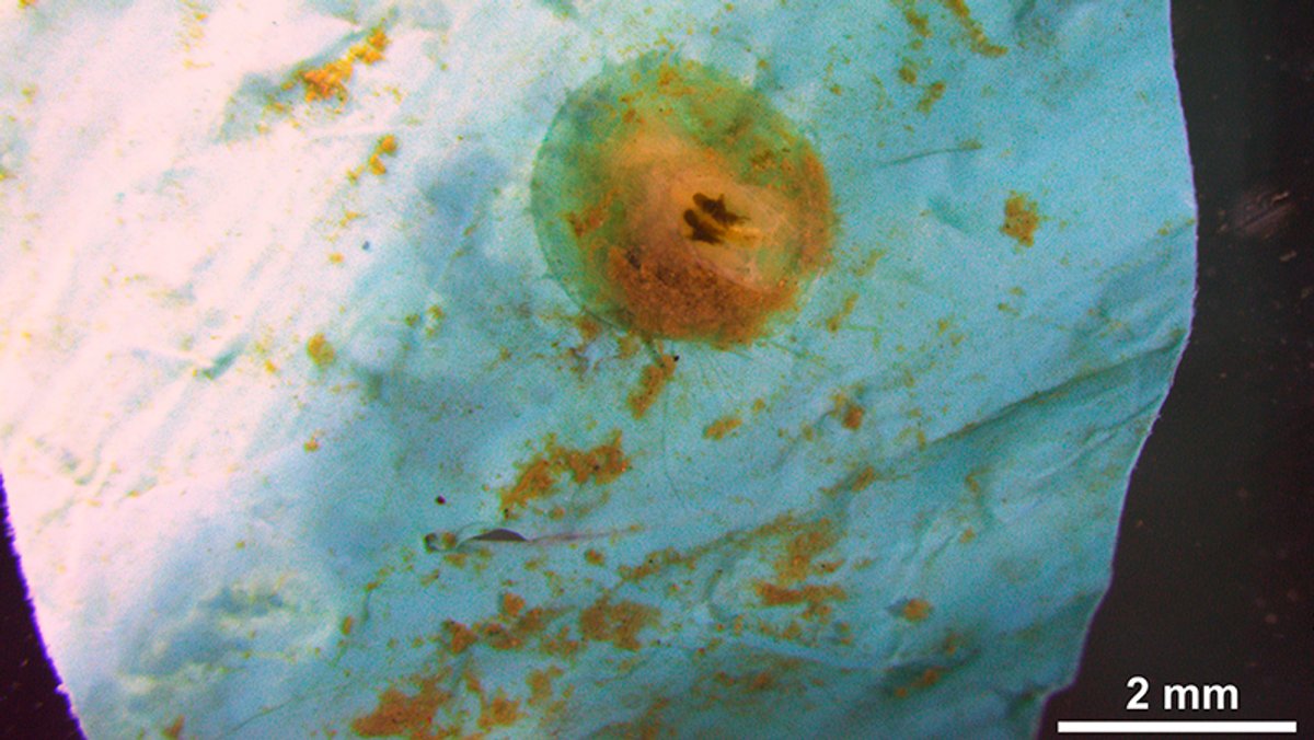 Ein Tiefwasserarmfüßer (Pelagodiscus atlanticus) auf einem Stück Plastikfolie aus der Tiefsee