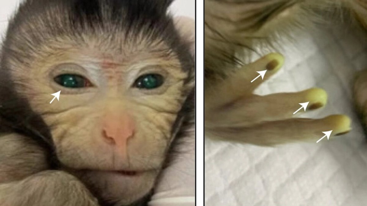 Affen-Chimäre: Makake mit manipulierten Stammzellen geboren