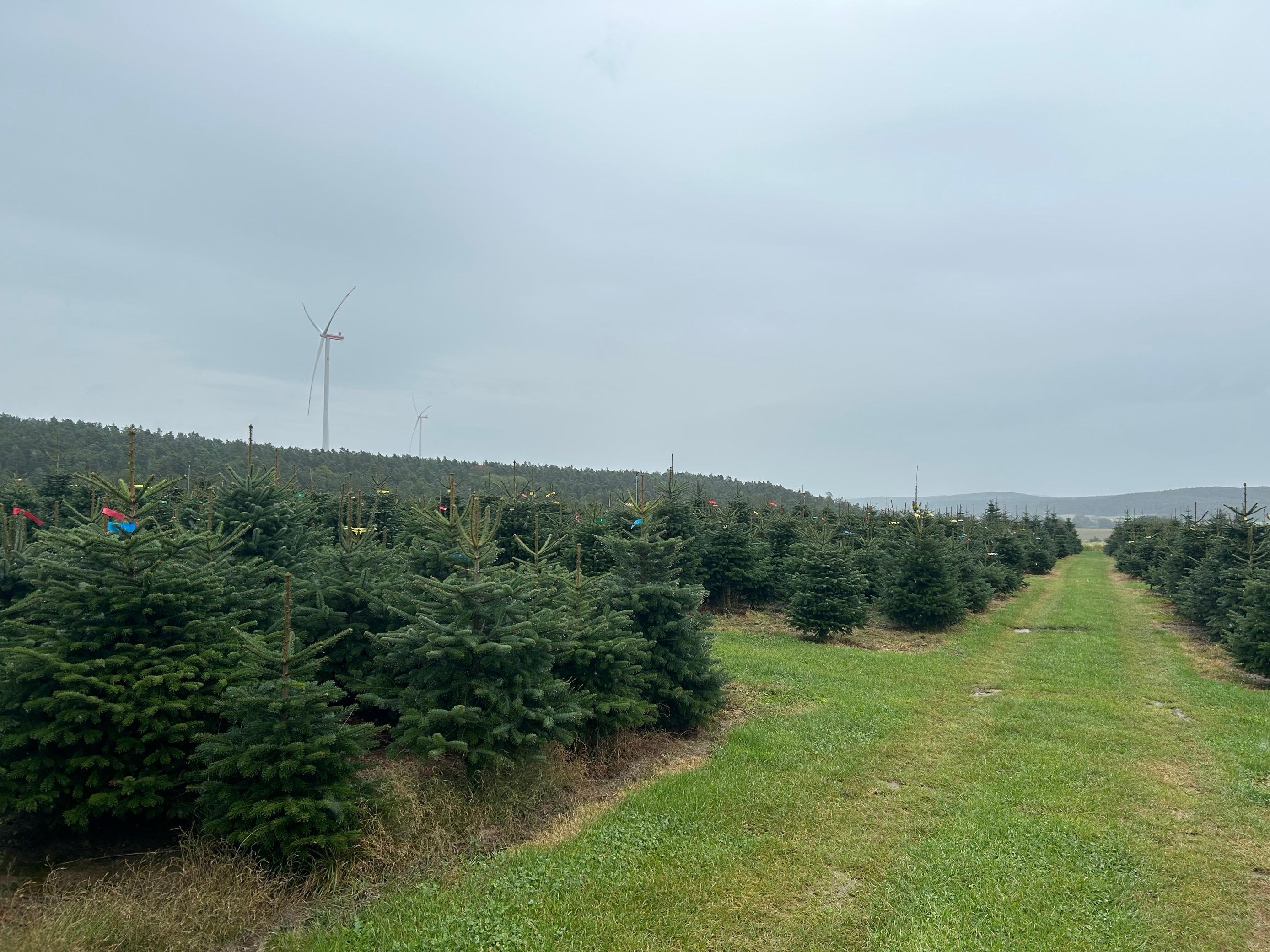 Viele Bäume stehen auf einer großen Wiese.