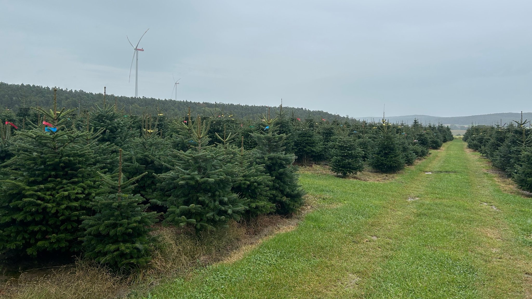 Weihnachtsbäume in diesem Jahr wohl teurer und weniger Auswahl